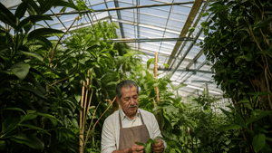 A Hispanic man in his 60s stands in a bright community greenhouse aisle